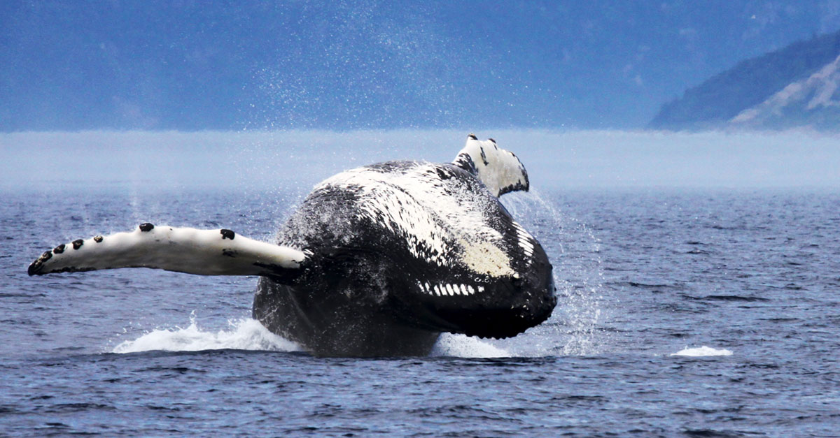 Croisière Aux Baleines